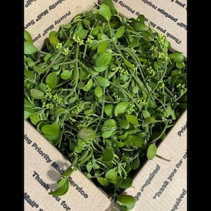 May include: A cardboard box filled with fresh green mistletoe. The mistletoe has small, round, white berries and is ready for the holiday season. The box has "Priority Mail Service" printed on the sides.