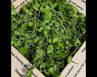 Fresh Cut Mistletoe: Medium box, North Carolina Christmas Kissing Plant | Live Mistletoe