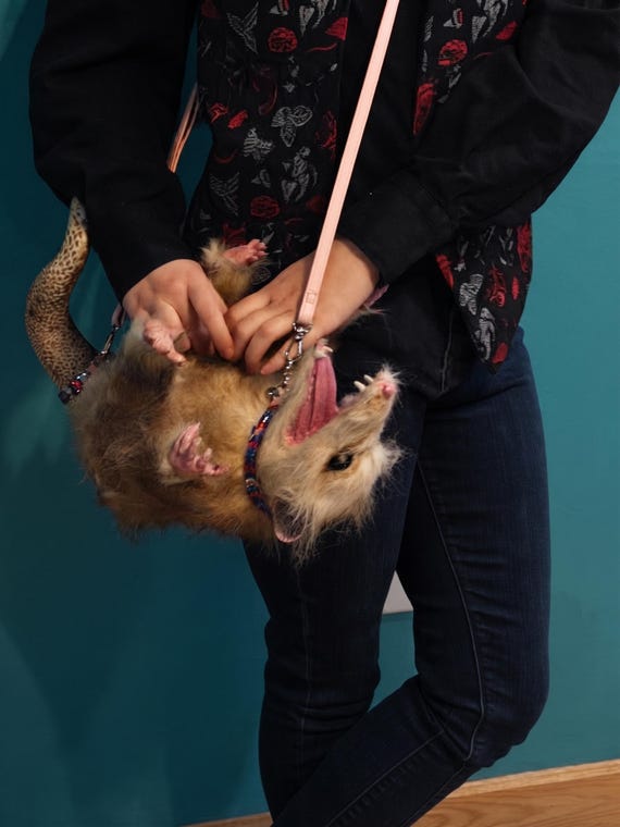 Handmade Opossum Purse  Bizarre Fashion for the Weirdcore lover. Faux Taxidermy for a Fun and Quirky Handbag fan. Oddity