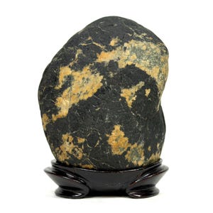 May include: A smooth, rounded dark gray and black stone with prominent tan and golden-yellow mineral veining throughout its surface, resting securely in a polished, dark brown wooden display stand with a curved, low-profile base design.