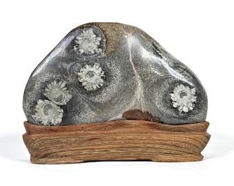 Korean Flower Stone (Viewing Stone) - Jade Chrysanthemum from Cheongsong