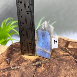 以下が含まれることがあります： 青とグレーの虹色の光沢を持つ、研磨されたラブラドライトの結晶。 結晶の高さは約7.6cmで、インチとセンチメートルで測定値を示す定規の隣にあります。 文字「H」の小さな白いタグが取り付けられています。