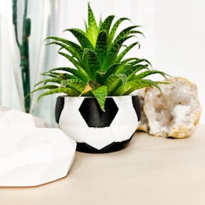 May include: A green succulent plant in a black and white soccer ball-shaped pot. The plant has long, pointed leaves with white spots. The pot is decorated with black pentagons and white triangles. Decorative rocks are in the background.