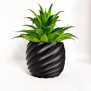 May include: A potted aloe vera plant with vibrant green leaves and white spots. The plant sits in a black, spiral-patterned pot. The pot is approximately 6 inches tall.