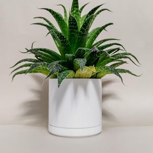 May include: A vibrant green aloe vera plant with speckled leaves, potted in a clean, white ceramic pot. The plant's spiky leaves reach upwards, creating a striking contrast against the smooth, white pot. A simple, modern aesthetic for home decor.