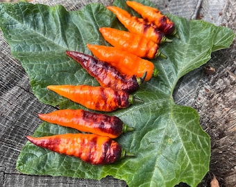 Black Panther Pepper Seeds