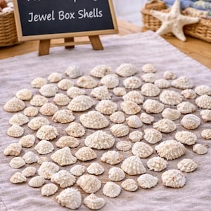 Op de afbeelding: Een verzameling kleine, crèmekleurige Jewel Box-schelpen gerangschikt op een neutraal gekleurde doek. Een klein schoolbordje leest "Florida Spring Jewel Box Shells". Een zeester en manden staan op de achtergrond.