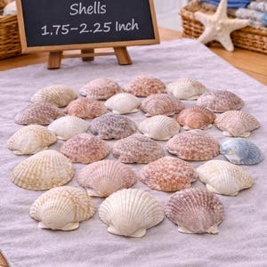 Può includere: Una collezione di conchiglie di capasanta calicò, da 4,4 a 5,7 cm, disposte su una superficie grigio chiaro. Le conchiglie presentano una varietà di colori, tra cui bianco, beige e sfumature di rosa e viola. Una piccola lavagna indica il nome del prodotto.