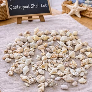 May include: A collection of various gastropod shells in shades of white, beige, and brown, scattered on a neutral-colored cloth. A small chalkboard sign reads "Bulk Mini Mixed Gastropod Shell Lot". A starfish and baskets are in the background.