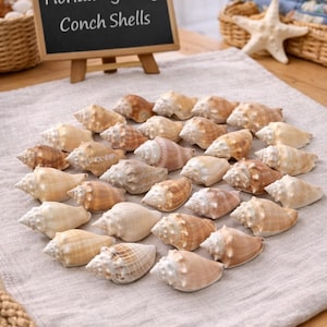 May include: A display of Florida Fighting Conch Shells, arranged on a beige cloth. The shells are in various shades of brown and tan. A small chalkboard sign reads "Florida Fighting Conch Shells".
