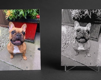 Foto personalizada de tu mascota "Rasgo de la pata" – Impresión artística texturizada en 3D personalizada y soporte de exhibición