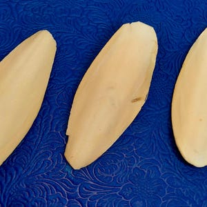 May include: Three oblong, off-white cuttlefish bones are arranged on a textured, deep blue surface. The cuttlefish bones have a smooth, slightly curved shape. The background has a floral pattern.