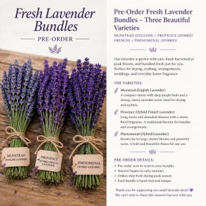 May include: Fresh lavender bundles, pre-order available. Three bundles of lavender varieties: Munstead, Provence, and Phenomenal. Each bundle is hand-tied and labeled. The lavender has deep purple buds and is perfect for arrangements.