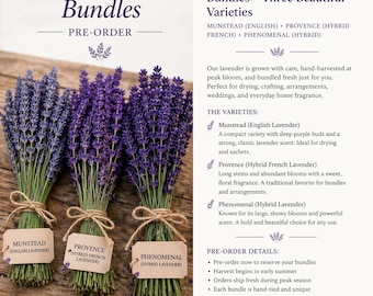 PRE-ORDER Fresh Lavender Bundles – Munstead, Provence & Phenomenal | Farm Grown Lavender | Hand Harvested