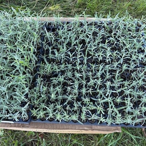 PRE-ORDER Live Lavender Plant - Starter Plugs – Fragrant Live Plants - Herbs