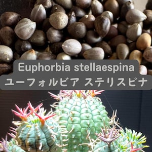 May include: A close-up image showing Euphorbia stellaespina seeds in shades of brown and beige. Below, a green cactus with red and purple spines is visible. The text "Euphorbia stellaespina" and Japanese characters are displayed.