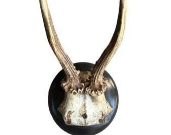 Roe Deer Trophy #815