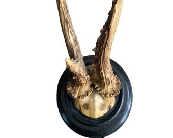 Roe Deer Trophy  #790