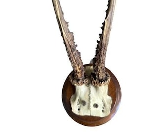 Roe Deer Trophy Antlers Mount Skull #892