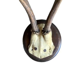 Roe Deer Trophy Antlers Mount #885