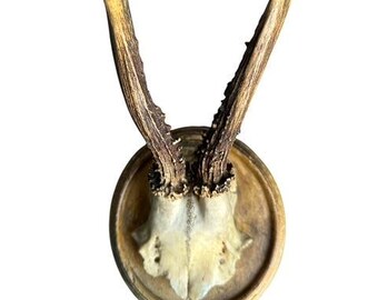 Roe Deer Trophy   rd175  Black Forest Antlers