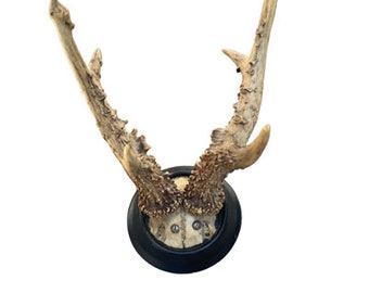 Roe Deer Trophy  #746  Knobby Abnormal Antlers Curiosity