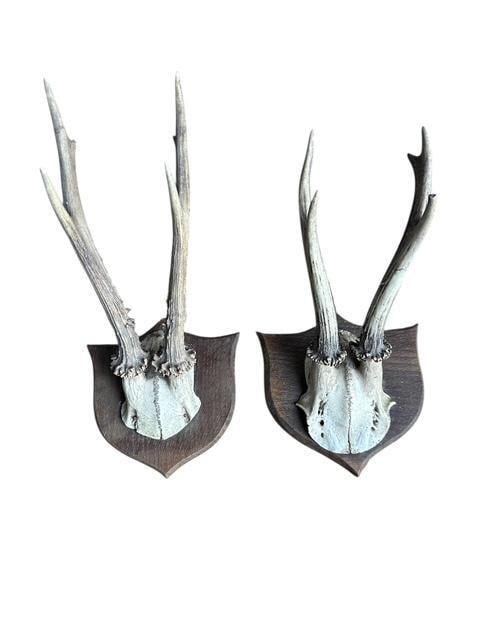 Pair Roe Deer Trophies #116 Black Forest Antlers Taxidermy Trophy circa 1800's