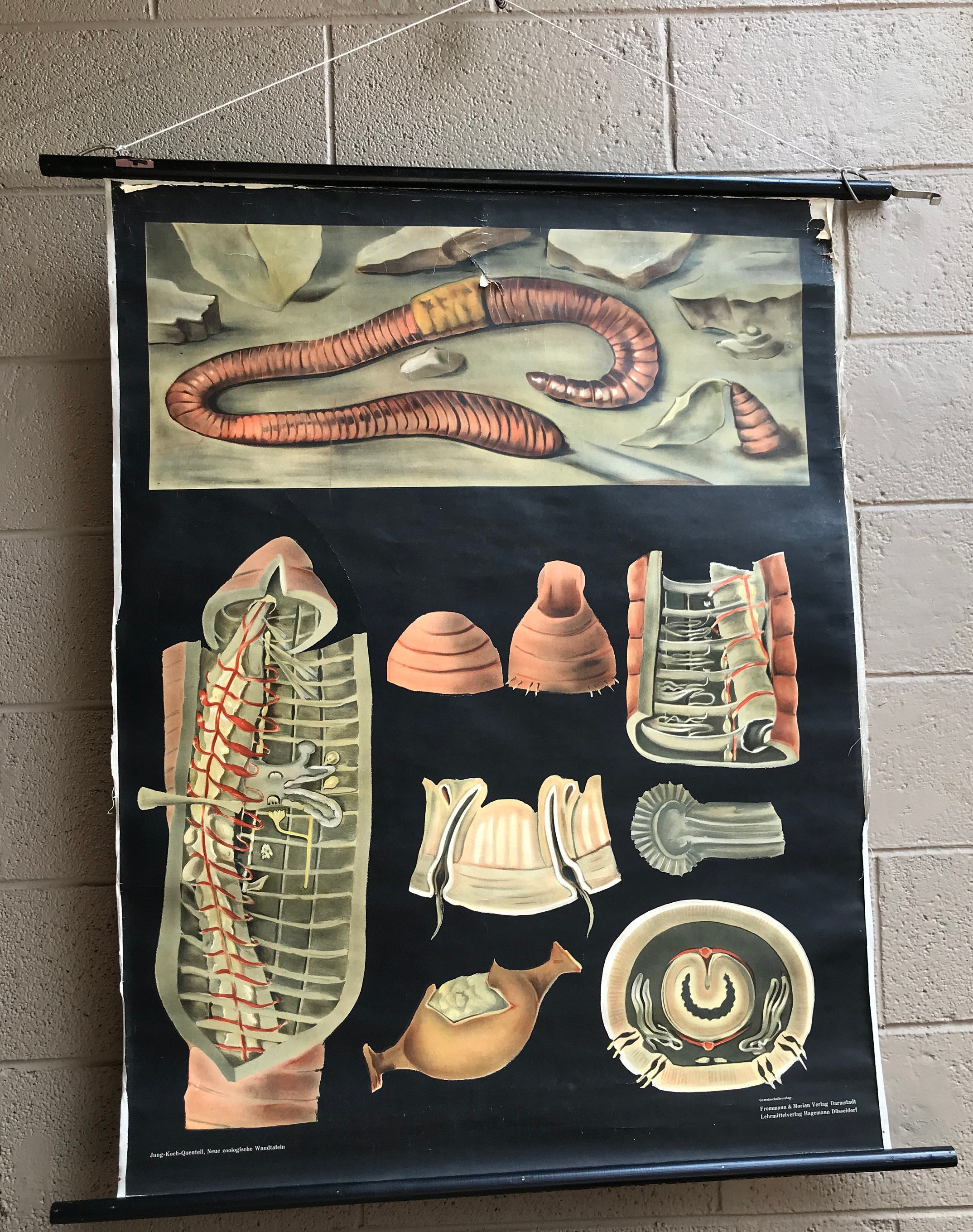 Tableau Mural Vintage JKQ Jung Koch Quentell - Moustique - 83x108 Cm - 1964