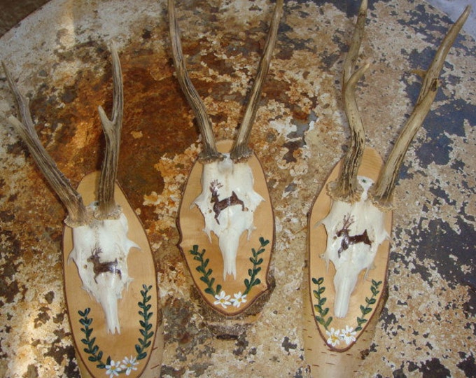 Trio of Roe Deer Antler Trophy Mounts With Painted Deer Etsy