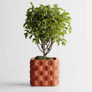 May include: A small, leafy green plant in a square, terracotta-coloured planter. The planter has a tufted design with evenly spaced, rounded indentations. The plant's trunk is visible, and the leaves are a vibrant green.