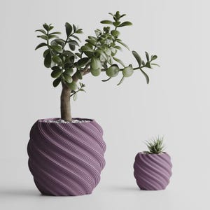 May include: Two purple planters with a textured, spiralling ribbed pattern. The larger planter holds a green jade plant with thick, rounded leaves, while the smaller planter contains a tiny, spiky succulent plant with pointed green leaves.