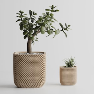 May include: Two beige planters with a textured, diamond-shaped lattice pattern. The larger planter holds a jade plant with thick, green, oval-shaped leaves, while the smaller planter contains a small, spiky, green succulent plant.