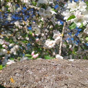 May include: Close-up of a textured, brown tree trunk with patches of yellow lichen. The background features a blurred view of a tree in full bloom, with white and pink blossoms against a blue sky. The image captures a spring scene.