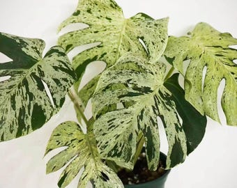 Monstera Deliciosa Bulbasaur Albo gewortelde stek, zeldzame bonte aronskelk, levende plant