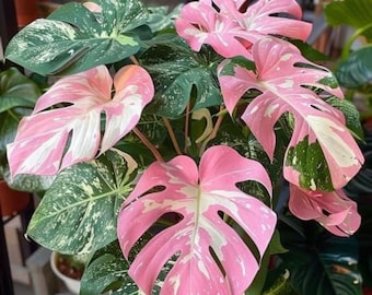 Monstera Pink Rare Variegated Rooted Plant Live Tropical Aroid Houseplant
