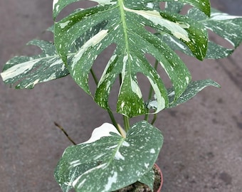 Alocasia Regal Shield Albo Variegated Tissue Culture (1 item/bag