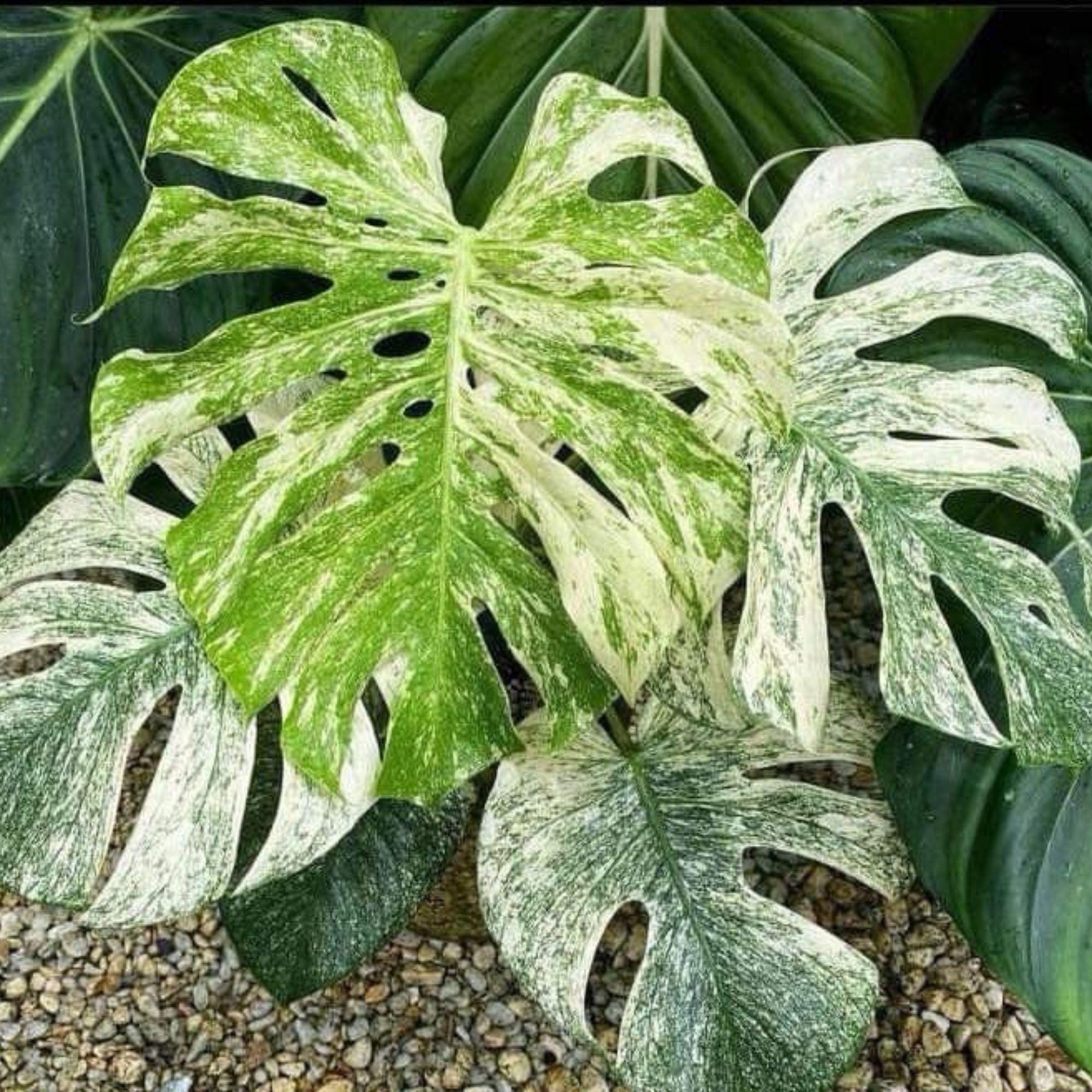 Monstera electro light - Etsy 日本