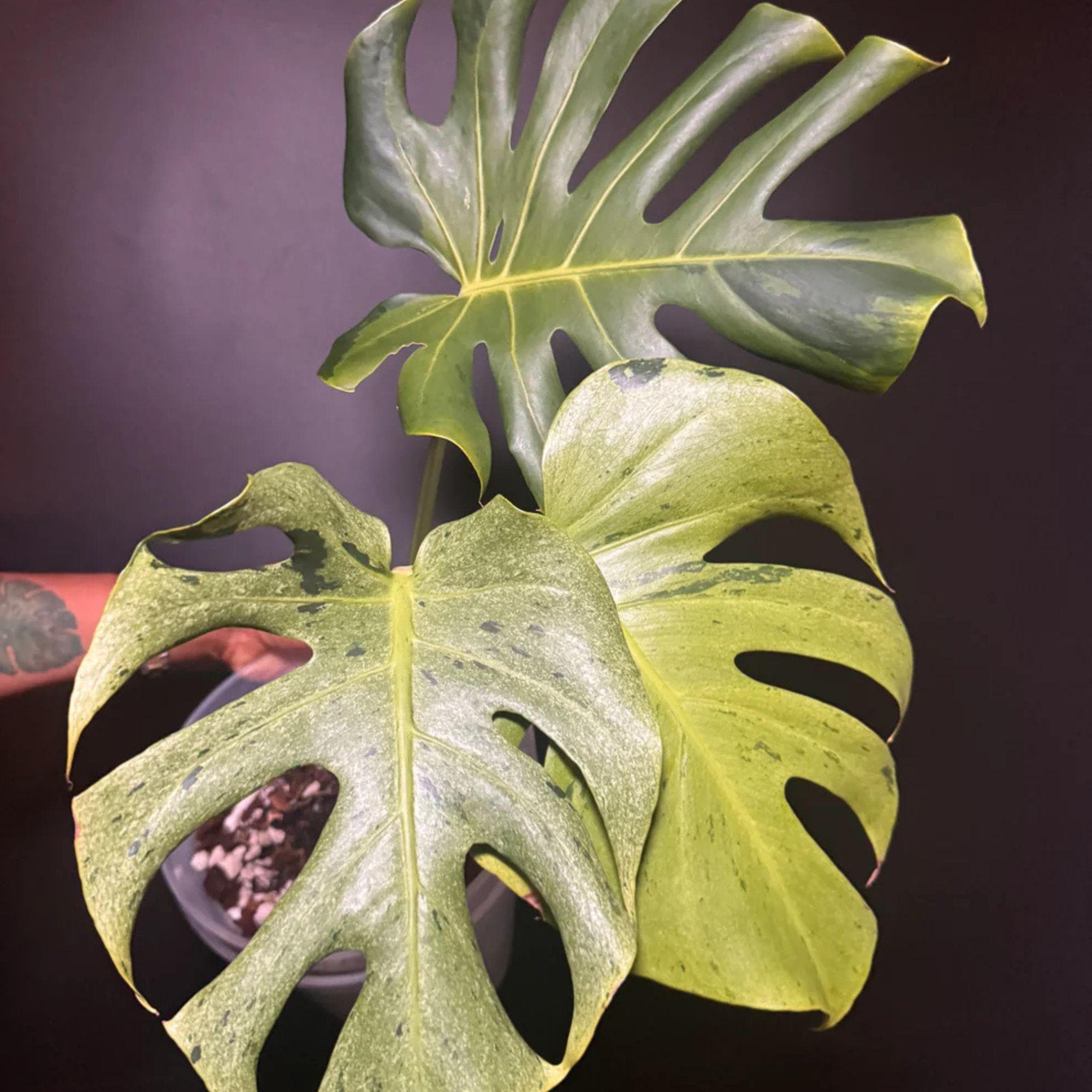 Monstera green snow - Etsy 日本