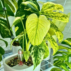Puede incluir: Una planta Monstera variegada con hojas en forma de corazón que presentan una mezcla de patrones verde oscuro y amarillo brillante. La planta está en una maceta blanca con un indicador de nivel de agua de plástico transparente y una marca roja.
