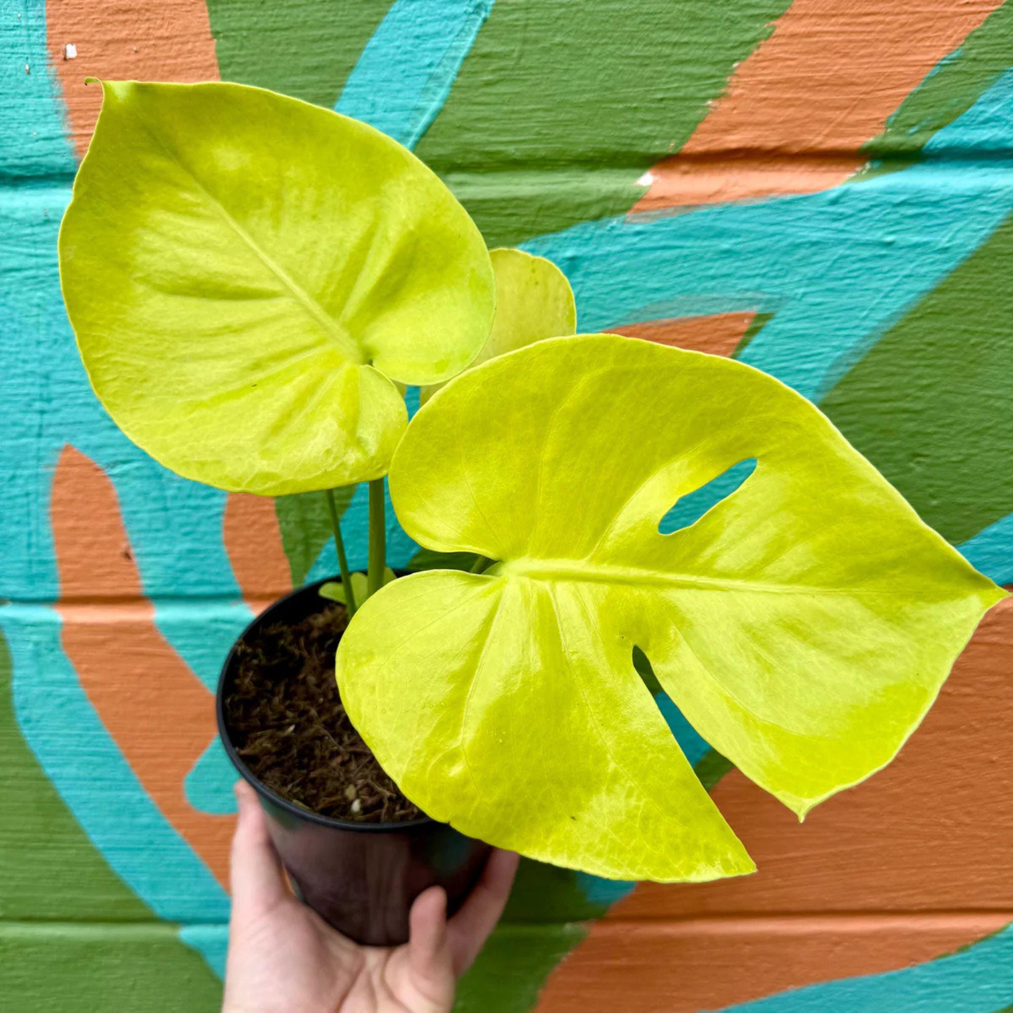 Monstera electro light - Etsy 日本