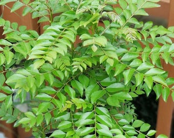 Currybladplantje, een verse, aromatische plant voor binnen- en buitentuinen.