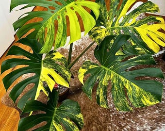 Monstera Aurea Sällsynt, brokig rotad växt, levande tropisk aroid krukväxt