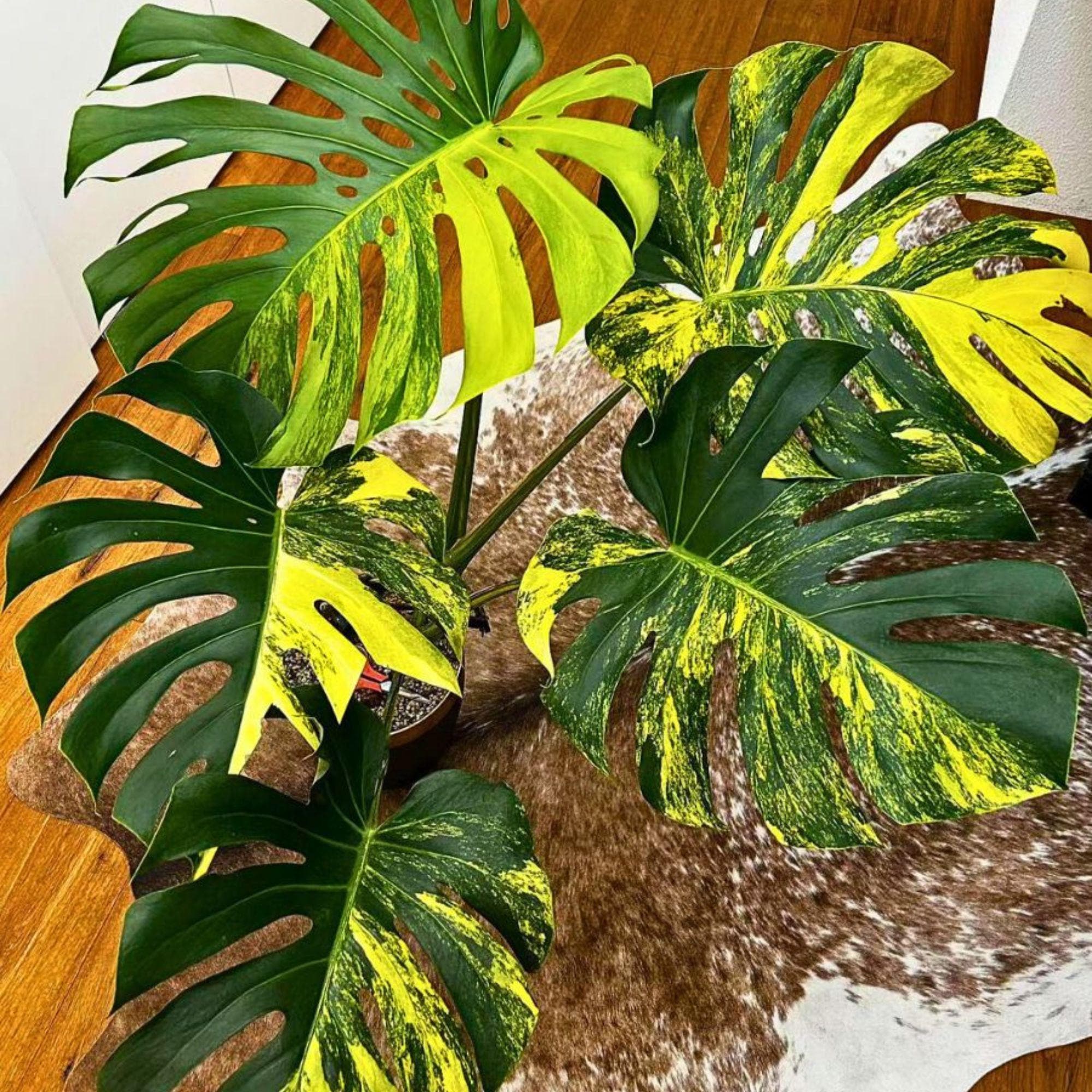 Monstera electro light - Etsy 日本