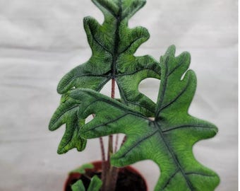 Alocasia Jacklyn Live Rare Plant Bulb Exotic Aroid Houseplant