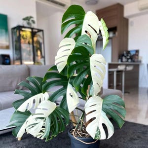 Monstera green snow - Etsy 日本