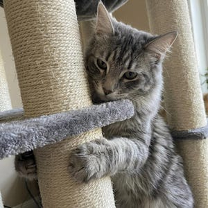 large cat tree for big cats heavy duty no wobble cat tower with hammock stable design for indoor cats
