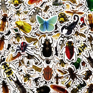 May include: A collection of insect and arachnid stickers, including a blue butterfly, a black scorpion, and various beetles and spiders. The stickers are in various colors, including red, yellow, and black, and are arranged on a white background.