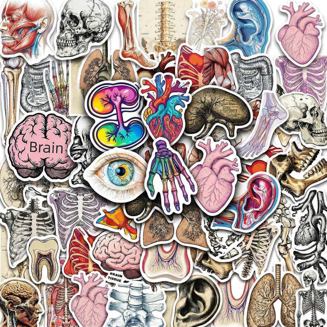 Skeleton Sticker Medical 50PCS Anatomy Sticker Pack, Human Body Medical Stickers, Skeleton Brain ...