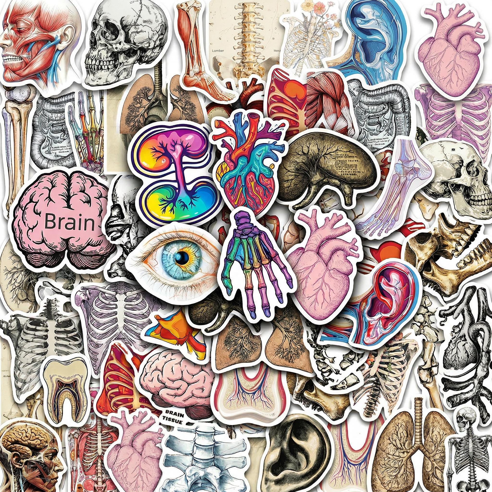 50PCS Anatomy Sticker Pack, Human Body Medical Stickers, Skeleton Brain ...