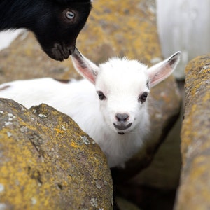 May include: A black goat with white markings on its face is sniffing a white baby goat with brown eyes. The goats are standing on a rocky surface.